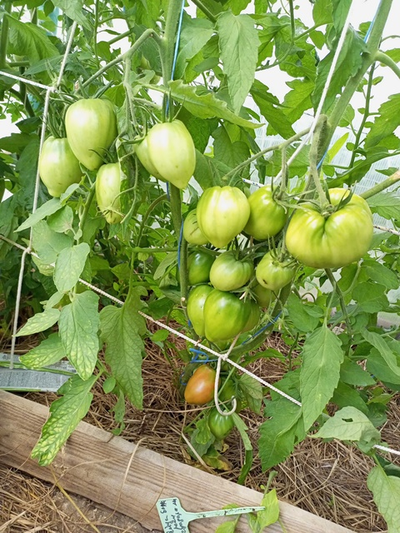 Томат Яйцо Быка с реки Гуадаррама (Huevo Toro Del Rio Guadarrama)
