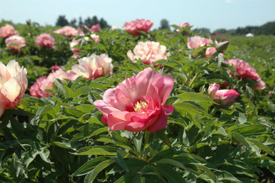 Пион Хиллари (Hillary)