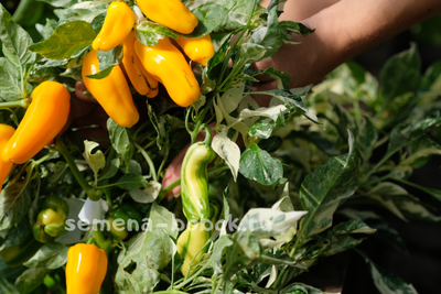 Перец сладкий Кенди Кейн желтый вариегатный (Candy Cane Yellow Variegat), 10 шт.