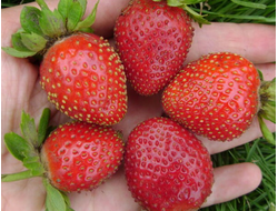 Земляника садовая Эвис Делайт, p9