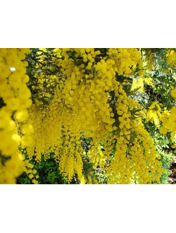 7-9.03.2026 г. - 8 Марта в Абхазии!