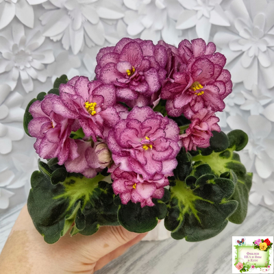 ЛФ-Мраморный Пион (Л. Федосеева)