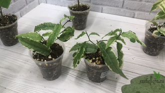 Фикусы - Ficus Sagittata Mutabilis / фикус сагиттата мутабилис