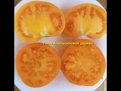 Гном Апельсиновое дерево (Dwarf Orange Tree, Австралия, США )