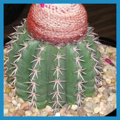 Melocactus concinnus HU 214