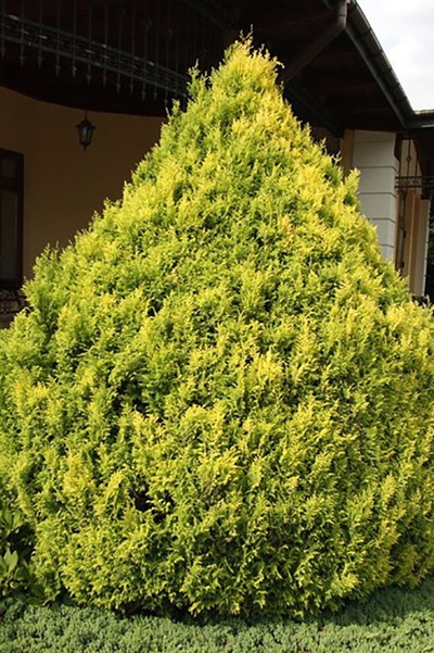 Кипарисовик горохоплодный Plumosa Aurea