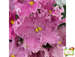 НД-Ливадия (Н. Данилова-Суворова) 2020 г.