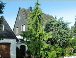 Кипарисовик Нутканский