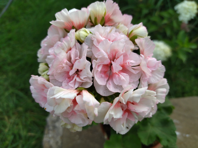 Пеларгония ИРИОЛ Eternite