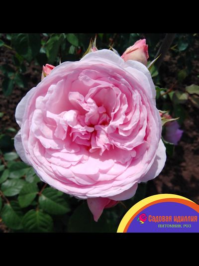 Оливия Роуз (Olivia Rose)