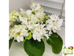 DS-Прекрасное Далеко (Dimetris) 2021 г.