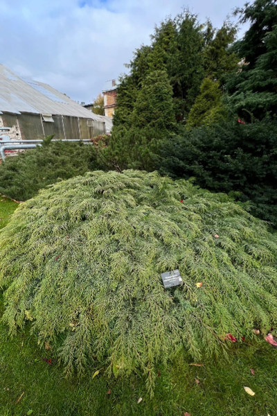 Микробиота перекрестнопарная