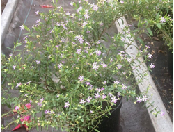 Куфея Иссополистная