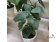 Ficus Glumosa / фикус Глумоза