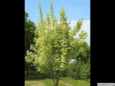 Клен остролистный Друммонди - Drummondii