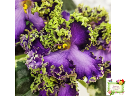 ЛЕ-Галатея Люкс (Е. Лебецкая) 2019 г.