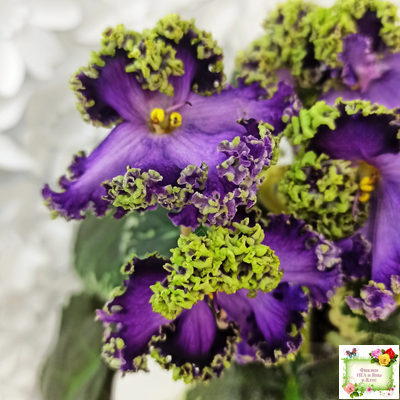 ЛЕ-Галатея Люкс (Е. Лебецкая) 2019 г.