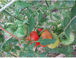 Томат Итальянский красный Джорджа Детсика (George Detsikas Italian Red)