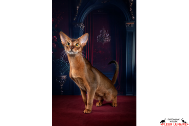 Абиссинский кот 