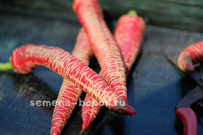 Перец острый Чили Слон (Elephant pepper)