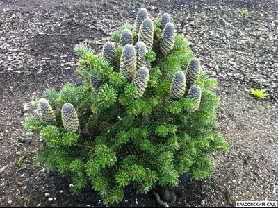 Пихта корейская - Abies koreana