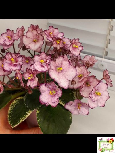 Н-Четыре Сезона (Н. Бердникова) 2015