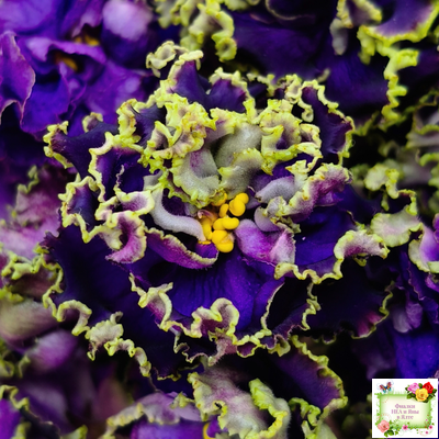 РС-Дремучий Лес (С. Репкина) 2019 г.