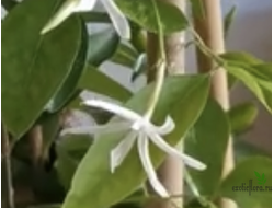 Jasminum Simplicifolium ssp. Lerati / Жасмин Лерати