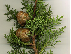 Гидролат Кипарис (Сupressus sempervirens) 100 мл