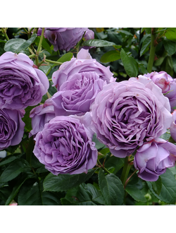 Голубой шторм (Blue Storm)