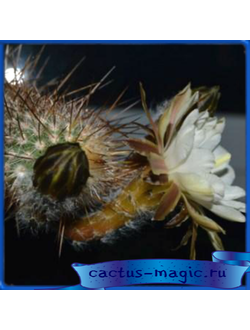 Haageocereus decumbens JN 1517