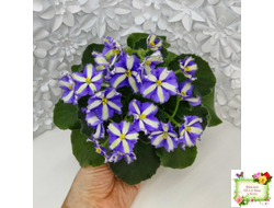 Yukako (Ueki Masahiro) химера (стартер из цветоноса)