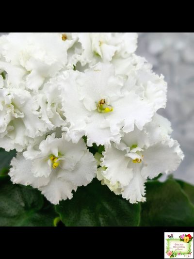 ML-Облако в Горах (Miniviolets Lux) 2022 г. (лист посажен 25.01.26)