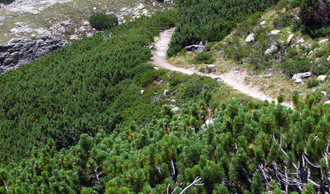 Кедровый стланик (Pinus pumila) 10 мл - 100% натуральное эфирное масло