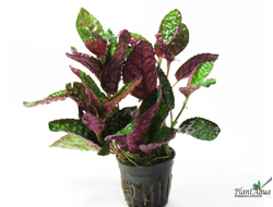 Хемиграфис экзотика (горшок)