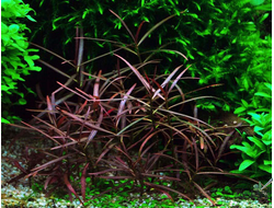 Гигрофила арагвайа