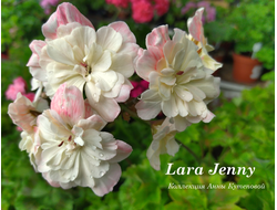 Пеларгония Лара Дженни