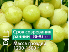 Самарский бриллиант (*новая технология) 2-х летний