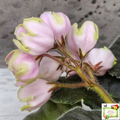 ЛЕ-Ландыши (Е. Лебецкая) 2020 г. (пестролистный лонг)