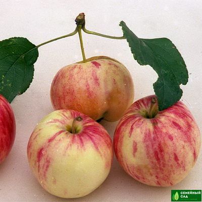 Яблоня "Абориген"