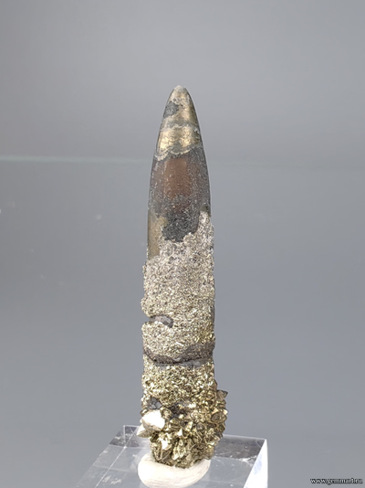 Пирит на белемните. КЧР. Россия. 46*11*11мм