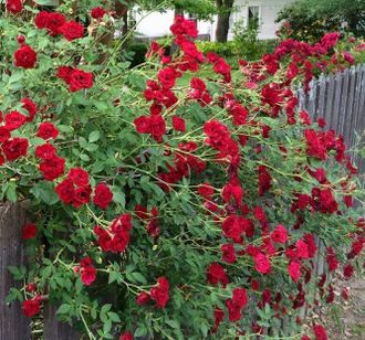 Ред Каскад (Red Cascade) роза