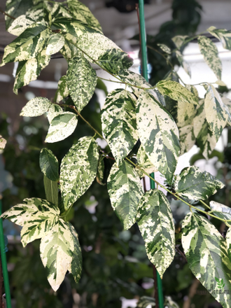 Ficus Erecta variegata / фикус эректа вариегатный