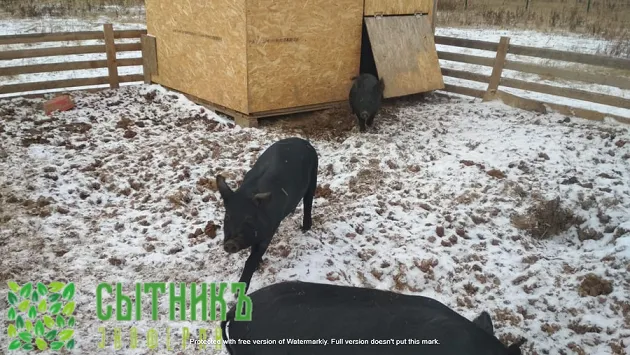 Доставка от фермера парного мяса свинины