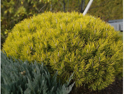 Сосна горная Ophir, C3