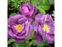 Рапсоди ин Блу