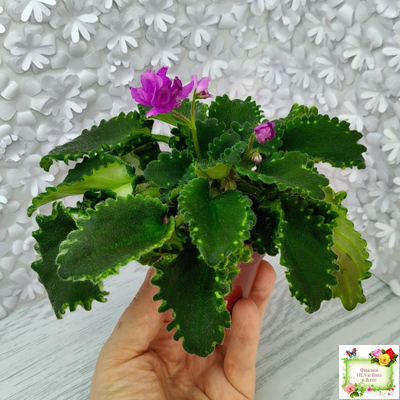 LV-Крапивка (Л. Шевелева) 2024 г. (лист посажен 01.11.25)