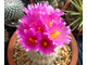 Thelocactus macdowellii - 5 семян