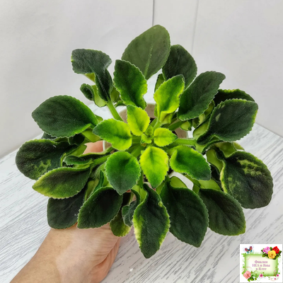 LV-Элизабет (Л. Шевелева) 2023 г.(лист посажен 29.01.26)