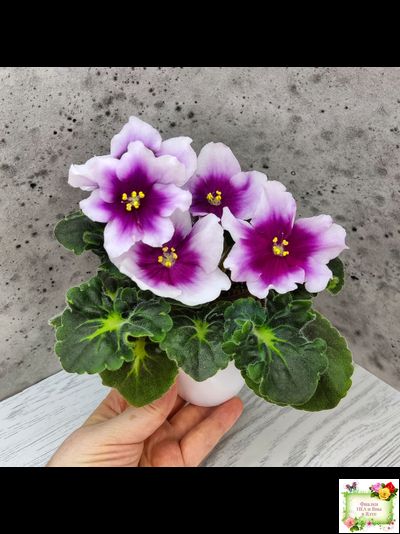 ЛФ-Посмотри в Глаза (Л. Федосеева) 2022 г. (стартер сорт)